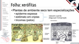 ©
Folha: xerófitas
•Plantas de ambiente seco tem especializações
• epiderme espessa
• estômato em criptas
• tricomas (pelos)
Prof. Kyoshi Beraldo
©
reduzem a perda
d'água por transpiração
#13
Estrutura
vegetal
Folha
>feixe
>tecidos
>xerofitas
Caule 1º
>dicot
>monocot
Caule 2º
>madeira
>casca
Raiz
>dicot 1º
>monocot
>dicot 2º
>morfo
 