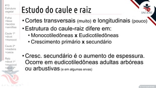 ©
Estudo do caule e raiz
•Cortes transversais (muito) e longitudinais (pouco)
•Estrutura do caule-raiz difere em:
• Monocotiledôneas x Eudicotiledôneas
• Crescimento primário x secundário
•Cresc. secundário é o aumento de espessura.
Ocorre em eudicotiledôneas adultas arbóreas
ou arbustivas (e em algumas ervas)
Prof. Kyoshi Beraldo
©
#13
Estrutura
vegetal
Folha
>feixe
>tecidos
>xerofitas
Caule 1º
>dicot
>monocot
Caule 2º
>madeira
>casca
Raiz
>dicot 1º
>monocot
>dicot 2º
>morfo
 