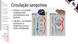 ©
Prof. Kyoshi Beraldo
#21
Anfíbios
Tetrapoda
Amphibia
>anura
>caudata
>gymnop
Fisiologia
>respiração
>circula
>reprodu
Cladograma
>amniotas
>tetrapoda
>transição
 