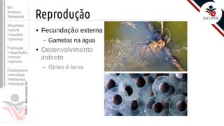 ©
Prof. Kyoshi Beraldo
#21
Anfíbios
Tetrapoda
Amphibia
>anura
>caudata
>gymnop
Fisiologia
>respiração
>circula
>reprodu
Cladograma
>amniotas
>tetrapoda
>transição
 