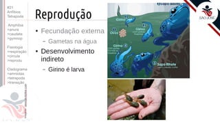 ©
Prof. Kyoshi Beraldo
#21
Anfíbios
Tetrapoda
Amphibia
>anura
>caudata
>gymnop
Fisiologia
>respiração
>circula
>reprodu
Cladograma
>amniotas
>tetrapoda
>transição
 