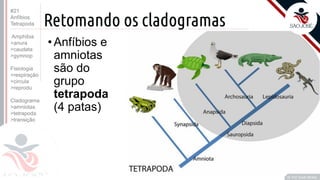 ©
Retomando os cladogramas
Prof. Kyoshi Beraldo
©
• Anfíbios e
amniotas
são do
grupo
tetrapoda
(4 patas)
#21
Anfíbios
Tetrapoda
Amphibia
>anura
>caudata
>gymnop
Fisiologia
>respiração
>circula
>reprodu
Cladograma
>amniotas
>tetrapoda
>transição
 