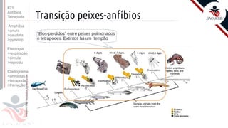 ©
Prof. Kyoshi Beraldo
#21
Anfíbios
Tetrapoda
Amphibia
>anura
>caudata
>gymnop
Fisiologia
>respiração
>circula
>reprodu
Cladograma
>amniotas
>tetrapoda
>transição
 