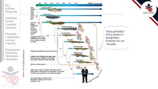©
Prof. Kyoshi Beraldo
#21
Anfíbios
Tetrapoda
Amphibia
>anura
>caudata
>gymnop
Fisiologia
>respiração
>circula
>reprodu
Cladograma
>amniotas
>tetrapoda
>transição
 
