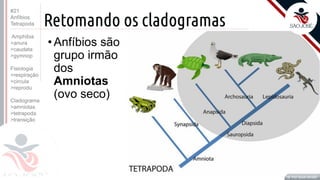 Prof. Kyoshi Beraldo
©
Retomando os cladogramas
Prof. Kyoshi Beraldo
©
• Anfíbios são
grupo irmão
dos
Amniotas
(ovo seco)
#21
Anfíbios
Tetrapoda
Amphibia
>anura
>caudata
>gymnop
Fisiologia
>respiração
>circula
>reprodu
Cladograma
>amniotas
>tetrapoda
>transição
 