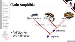 Prof. Kyoshi Beraldo
©
Clado Amphibia
Prof. Kyoshi Beraldo
©
• Anfíbios têm
ovo não-seco
#21
Anfíbios
Tetrapoda
Amphibia
>anura
>caudata
>gymnop
Fisiologia
>respiração
>circula
>reprodu
Cladograma
>amniotas
>tetrapoda
>transição
 