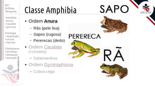 ©
Prof. Kyoshi Beraldo
#21
Anfíbios
Tetrapoda
Amphibia
>anura
>caudata
>gymnop
Fisiologia
>respiração
>circula
>reprodu
Cladograma
>amniotas
>tetrapoda
>transição
 