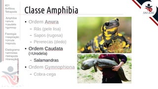 ©
Prof. Kyoshi Beraldo
#21
Anfíbios
Tetrapoda
Amphibia
>anura
>caudata
>gymnop
Fisiologia
>respiração
>circula
>reprodu
Cladograma
>amniotas
>tetrapoda
>transição
 