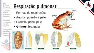 ©
Prof. Kyoshi Beraldo
#21
Anfíbios
Tetrapoda
Amphibia
>anura
>caudata
>gymnop
Fisiologia
>respiração
>circula
>reprodu
Cladograma
>amniotas
>tetrapoda
>transição
 
