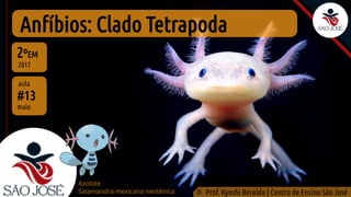 Anfíbios: Clado Tetrapoda
#13
aula
2ºEM
2017
©
Prof. Kyoshi Beraldo | Centro de Ensino São José
maio
Axolote
Salamandra mexicana neotênica
 