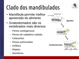 Clado dos mandibulados
● Mandíbula permite melhor
apreensão do alimento
● Gnatostomados são os
vertebrados mais diversos
– Peixes cartilaginosos
– Peixes de nadadeira radiada
– Celacantos
– Peixes pulmonados
– Anfíbios
– Répteis
– Mamíferos
Imagem:www.algosobre.com.br
 