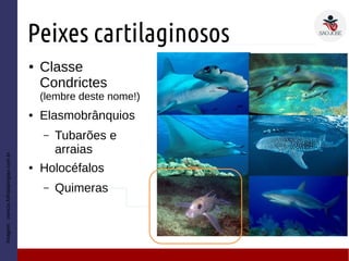 Peixes cartilaginosos
● Classe
Condrictes
(lembre deste nome!)
● Elasmobrânquios
– Tubarões e
arraias
● Holocéfalos
– Quimeras
Imagem:ciencia.folhadaregiao.com.br
 