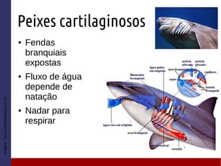 Peixes cartilaginosos
● Fendas
branquiais
expostas
● Fluxo de água
depende de
natação
● Nadar para
respirar
Imagem:ciencia.folhadaregiao.com.br
 