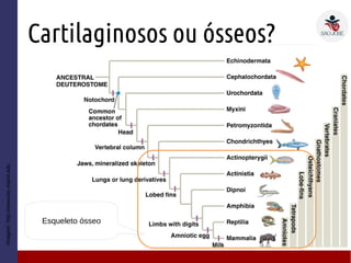 Cartilaginosos ou ósseos?
Imagem:http://www.bio.miami.edu
Esqueleto ósseo
 