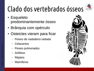Clado dos vertebrados ósseos
● Esqueleto
predominantemente ósseo
● Brânquia com opérculo
● Osteictes vieram para ficar
– Peixes de nadadeira radiada
– Celacantos
– Peixes pulmonados
– Anfíbios
– Répteis
– Mamíferos
Imagem:concreteresurrection.com
 