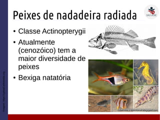 Peixes de nadadeira radiada
● Classe Actinopterygii
● Atualmente
(cenozóico) tem a
maior diversidade de
peixes
● Bexiga natatória
Imagem:https://upload.wikimedia.org
 