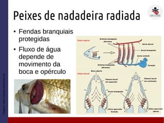 Peixes de nadadeira radiada
● Fendas branquiais
protegidas
● Fluxo de água
depende de
movimento da
boca e opérculo
Imagem:https://upload.wikimedia.org
 