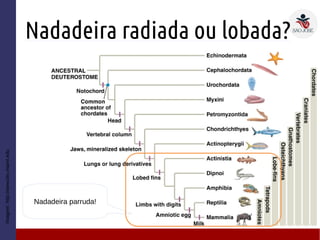 Nadadeira radiada ou lobada?
Imagem:http://www.bio.miami.edu
Nadadeira parruda!
 