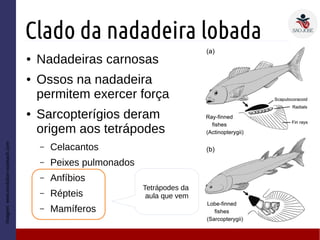 Clado da nadadeira lobada
● Nadadeiras carnosas
● Ossos na nadadeira
permitem exercer força
● Sarcopterígios deram
origem aos tetrápodes
– Celacantos
– Peixes pulmonados
– Anfíbios
– Répteis
– Mamíferos
Imagem:www.evolution-outreach.com
Tetrápodes da
aula que vem
 