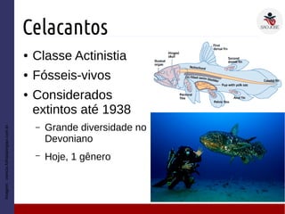 Celacantos
● Classe Actinistia
● Fósseis-vivos
● Considerados
extintos até 1938
– Grande diversidade no
Devoniano
– Hoje, 1 gênero
Imagem:ciencia.folhadaregiao.com.br
 