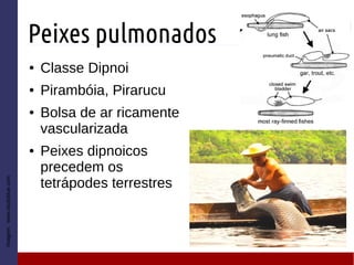 Peixes pulmonados
● Classe Dipnoi
● Pirambóia, Pirarucu
● Bolsa de ar ricamente
vascularizada
● Peixes dipnoicos
precedem os
tetrápodes terrestres
Imagem:www.studyblue.com
 