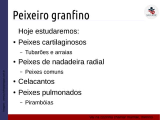 Peixeiro granfino
Hoje estudaremos:
● Peixes cartilaginosos
– Tubarões e arraias
● Peixes de nadadeira radial
– Peixes comuns
● Celacantos
● Peixes pulmonados
– Pirambóias
Imagem:ciencia.folhadaregiao.com.br
Vai na cozinha chamar mamãe, menino
 