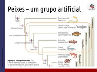 Peixes – um grupo artificial
Imagem:www.studyblue.com
 