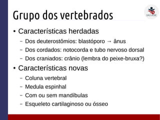 Grupo dos vertebrados
● Características herdadas
– Dos deuterostômios: blastóporo → ânus
– Dos cordados: notocorda e tubo nervoso dorsal
– Dos craniados: crânio (lembra do peixe-bruxa?)
● Características novas
– Coluna vertebral
– Medula espinhal
– Com ou sem mandíbulas
– Esqueleto cartilaginoso ou ósseo
 