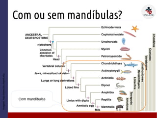 Com ou sem mandíbulas?
Imagem:http://www.bio.miami.edu
Com mandíbulas
 