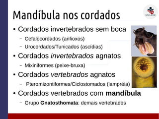 Mandíbula nos cordados
● Cordados invertebrados sem boca
– Cefalocordados (anfioxos)
– Urocordados/Tunicados (ascídias)
● Cordados invertebrados agnatos
– Mixiniformes (peixe-bruxa)
● Cordados vertebrados agnatos
– Pteromizontiformes/Ciclostomados (lampréia)
● Cordados vertebrados com mandíbula
– Grupo Gnatosthomata: demais vertebrados
 
