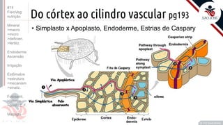 ©
Do córtex ao cilindro vascular pg193
• Simplasto x Apoplasto, Endoderme, Estrias de Caspary
Prof. Kyoshi Beraldo
©
#14
FisioVeg:
nutrição
Mineral
>macro
>micro
>deficien.
>fertiliz.
Endoderme
Ascensão
Irrigação
Estômatos
>estrutura
>mecanism
>sinaliz.
Fotossint.
>fatores
>ponto C.F.
Malpighi
 