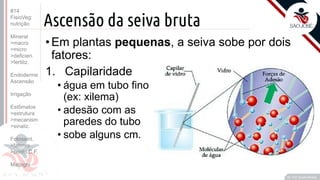©
Ascensão da seiva bruta
•Em plantas pequenas, a seiva sobe por dois
fatores:
1. Capilaridade
• água em tubo fino
(ex: xilema)
• adesão com as
paredes do tubo
• sobe alguns cm.
Prof. Kyoshi Beraldo
©
#14
FisioVeg:
nutrição
Mineral
>macro
>micro
>deficien.
>fertiliz.
Endoderme
Ascensão
Irrigação
Estômatos
>estrutura
>mecanism
>sinaliz.
Fotossint.
>fatores
>ponto C.F.
Malpighi
 