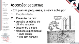 ©
Ascensão: pequenas
•Em plantas pequenas, a seiva sobe por
1. Capilaridade
2. Pressão da raiz
• pressão osmótica do
cilindro vascular
• água entra e sobe
• medição experimental:
• caule cortado
• tubo com mercúrio
Prof. Kyoshi Beraldo
©
#14
FisioVeg:
nutrição
Mineral
>macro
>micro
>deficien.
>fertiliz.
Endoderme
Ascensão
Irrigação
Estômatos
>estrutura
>mecanism
>sinaliz.
Fotossint.
>fatores
>ponto C.F.
Malpighi
 