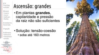 ©
Ascensão: grandes
•Em plantas grandes,
capilaridade e pressão
da raiz não são suficientes
•Solução: tensão-coesão
• sobe até 160 metros
Prof. Kyoshi Beraldo
©
#14
FisioVeg:
nutrição
Mineral
>macro
>micro
>deficien.
>fertiliz.
Endoderme
Ascensão
Irrigação
Estômatos
>estrutura
>mecanism
>sinaliz.
Fotossint.
>fatores
>ponto C.F.
Malpighi
 