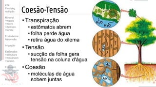 ©
Coesão-Tensão
•Transpiração
• estômatos abrem
• folha perde água
• retira água do xilema
•Tensão
• sucção da folha gera
tensão na coluna d'água
•Coesão
• moléculas de água
sobem juntas
Prof. Kyoshi Beraldo
©
#14
FisioVeg:
nutrição
Mineral
>macro
>micro
>deficien.
>fertiliz.
Endoderme
Ascensão
Irrigação
Estômatos
>estrutura
>mecanism
>sinaliz.
Fotossint.
>fatores
>ponto C.F.
Malpighi
 