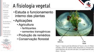 ©
A fisiologia vegetal
•Estuda o funcionamento
interno das plantas
•Aplicações
• Agricultura
• fertilizantes
• sementes transgênicas
• Produção de remédios
• Conservação florestal
Prof. Kyoshi Beraldo
©
#14
FisioVeg:
nutrição
Mineral
>macro
>micro
>deficien.
>fertiliz.
Endoderme
Ascensão
Irrigação
Estômatos
>estrutura
>mecanism
>sinaliz.
Fotossint.
>fatores
>ponto C.F.
Malpighi
 