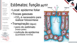 ©
Estômatos: função pg197
•Local: epiderme foliar
•Trocas gasosas
• CO2 é necessário para
realizar fotossíntese
•Transpiração (água)
• poro do estômato
(maior parte)
• cutícula da epiderme
(quantidade mínima)
Prof. Kyoshi Beraldo
©
#14
FisioVeg:
nutrição
Mineral
>macro
>micro
>deficien.
>fertiliz.
Endoderme
Ascensão
Irrigação
Estômatos
>estrutura
>mecanism
>sinaliz.
Fotossint.
>fatores
>ponto C.F.
Malpighi
 