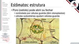 ©
Estômatos: estrutura
• Poro (ostíolo) pode abrir ou fechar
• controlado por células guarda (têm cloroplastos)
• células subsidiárias ajudam células-guarda
Prof. Kyoshi Beraldo
©
#14
FisioVeg:
nutrição
Mineral
>macro
>micro
>deficien.
>fertiliz.
Endoderme
Ascensão
Irrigação
Estômatos
>estrutura
>mecanism
>sinaliz.
Fotossint.
>fatores
>ponto C.F.
Malpighi
 