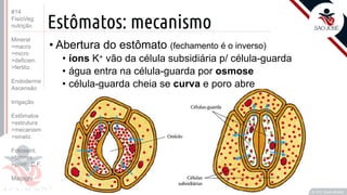 ©
Estômatos: mecanismo
• Abertura do estômato (fechamento é o inverso)
• íons K+ vão da célula subsidiária p/ célula-guarda
• água entra na célula-guarda por osmose
• célula-guarda cheia se curva e poro abre
Prof. Kyoshi Beraldo
©
#14
FisioVeg:
nutrição
Mineral
>macro
>micro
>deficien.
>fertiliz.
Endoderme
Ascensão
Irrigação
Estômatos
>estrutura
>mecanism
>sinaliz.
Fotossint.
>fatores
>ponto C.F.
Malpighi
 