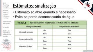 ©
Estômatos: sinalização
•Estômato só abre quando é necessário
•Evita-se perda desnecessária de água
Prof. Kyoshi Beraldo
©
#14
FisioVeg:
nutrição
Mineral
>macro
>micro
>deficien.
>fertiliz.
Endoderme
Ascensão
Irrigação
Estômatos
>estrutura
>mecanism
>sinaliz.
Fotossint.
>fatores
>ponto C.F.
Malpighi
 
