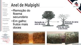 ©
Anel de Malpighi
•Remoção do
floema
secundário
•Em galho:
frutos mais
doces
Prof. Kyoshi Beraldo
©
#14
FisioVeg:
nutrição
Mineral
>macro
>micro
>deficien.
>fertiliz.
Endoderme
Ascensão
Irrigação
Estômatos
>estrutura
>mecanism
>sinaliz.
Fotossint.
>fatores
>ponto C.F.
Malpighi
 