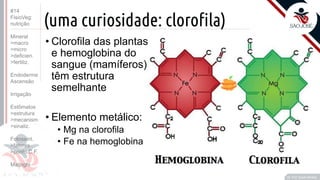 ©
(uma curiosidade: clorofila)
• Clorofila das plantas
e hemoglobina do
sangue (mamíferos)
têm estrutura
semelhante
• Elemento metálico:
• Mg na clorofila
• Fe na hemoglobina
Prof. Kyoshi Beraldo
©
#14
FisioVeg:
nutrição
Mineral
>macro
>micro
>deficien.
>fertiliz.
Endoderme
Ascensão
Irrigação
Estômatos
>estrutura
>mecanism
>sinaliz.
Fotossint.
>fatores
>ponto C.F.
Malpighi
 