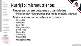 ©
Nutrição: micronutrientes
•Necessários em pequenas quantidades
• Miligramas/microgramas por kg de matéria vegetal
•Maioria atua como cofator enzimático
• Cloro (Cl)
• Ferro (Fe)
• Boro (B)
• Manganês (Mn)
• Sódio (Na)
• Zinco (Zn)
• Cobre (Cu)
• Níquel (Ni)
• Molibdênio (Mo)
Prof. Kyoshi Beraldo
©
#14
FisioVeg:
nutrição
Mineral
>macro
>micro
>deficien.
>fertiliz.
Endoderme
Ascensão
Irrigação
Estômatos
>estrutura
>mecanism
>sinaliz.
Fotossint.
>fatores
>ponto C.F.
Malpighi
 