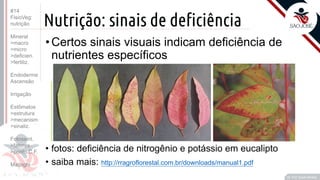 ©
Nutrição: sinais de deficiência
•Certos sinais visuais indicam deficiência de
nutrientes específicos
• fotos: deficiência de nitrogênio e potássio em eucalipto
• saiba mais: http://rragroflorestal.com.br/downloads/manual1.pdf
Prof. Kyoshi Beraldo
©
#14
FisioVeg:
nutrição
Mineral
>macro
>micro
>deficien.
>fertiliz.
Endoderme
Ascensão
Irrigação
Estômatos
>estrutura
>mecanism
>sinaliz.
Fotossint.
>fatores
>ponto C.F.
Malpighi
 