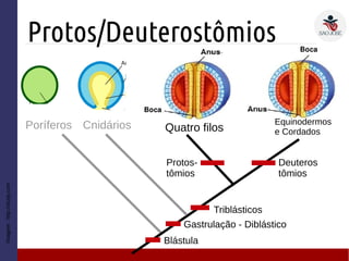 Protos/Deuterostômios
Triblásticos
Deuteros
tômios
Cnidários Quatro filosPoríferos
Gastrulação - Diblástico
Protos-
tômios
Equinodermos
e Cordados
Blástula
Imagem:http://study.com
 