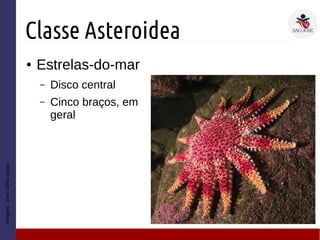 Classe Asteroidea
● Estrelas-do-mar
– Disco central
– Cinco braços, em
geral
Imagem:LivroSôniaLopes
 