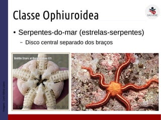 Classe Ophiuroidea
● Serpentes-do-mar (estrelas-serpentes)
– Disco central separado dos braços
Imagem:LivroSôniaLopes
 