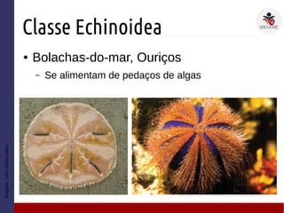 Classe Echinoidea
● Bolachas-do-mar, Ouriços
– Se alimentam de pedaços de algas
Imagem:LivroSôniaLopes
 