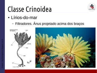 Classe Crinoidea
● Lírios-do-mar
– Filtradores. Ânus projetado acima dos braços
Imagem:http://biologiadorei.blogspot.com.br
 