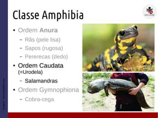 Classe Amphibia
● Ordem Anura
– Rãs (pele lisa)
– Sapos (rugosa)
– Pererecas (dedo)
● Ordem Caudata
(=Urodela)
– Salamandras
● Ordem Gymnophiona
– Cobra-cega
Imagem:www.studyblue.com
 